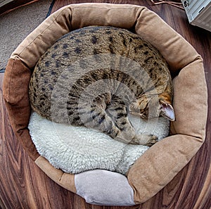 Savannah cat in round bed