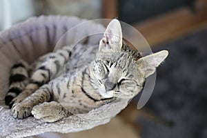 Savannah cat sleeping with comfort