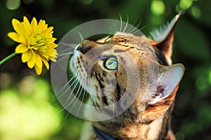 The Savannah cat sniffs a yellow flower in nature