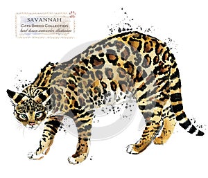 savannah cat watercolor home pet illustration. Cats breeds series. domestic animal.