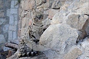 Savannah cat with wild looks