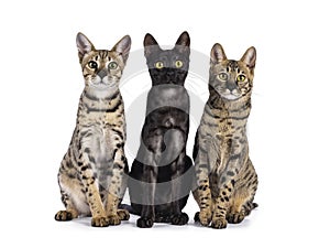 Savannah cats on white background