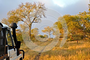 Savannah Early Morning, Zimbabwe