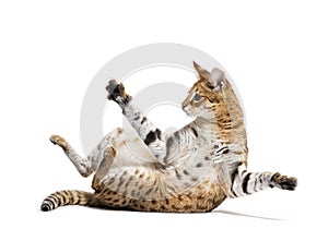 Savannah F1 cat playing in a weird position, Isolated on white