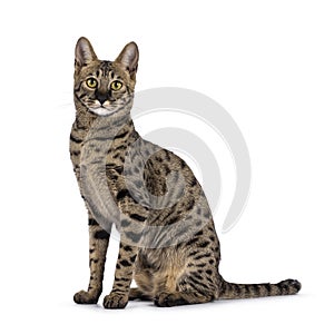 Savannah f4 cat on white background