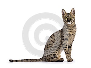 Savannah f4 cat on white background