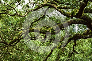 Savannah Georgia Live Oak