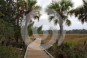 Savannah Georgia Marsh