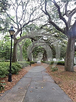Savannah georgia park with oak trees