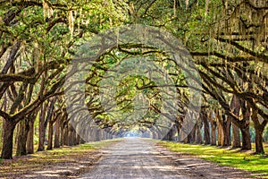 Savannah, Georgia, USA Historic Road