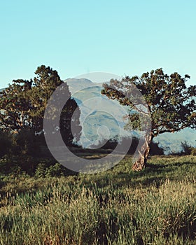 Savannah Grassland in Mount Kenya