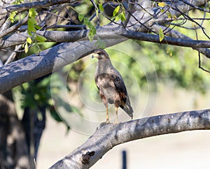 Savannah Hawk (Buteogallus meridionalis) in Brazil