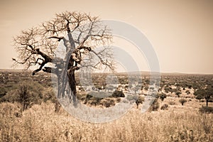 Savannah with huge baobab. Tarangire National Park safari, Tanzania