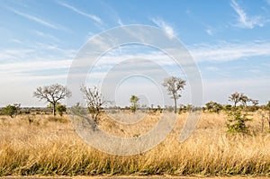 Savannah, Kruger National Park. South Africa