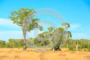 Savannah Landscape