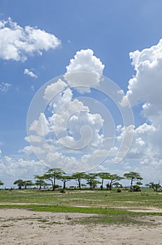 Savannah landscape with acacias