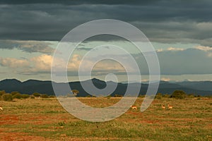Savannah landscape with impala