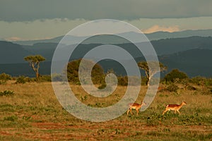 Savannah landscape with impala photo