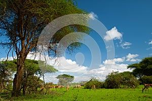 Savannah landscape sunset in South Africa bush Savannah landscape.Grant\'s gazelle female at savannah