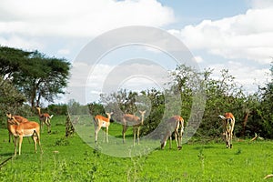 Savannah landscape sunset in South Africa bush Savannah landscape.Grant\'s gazelle female at savannah