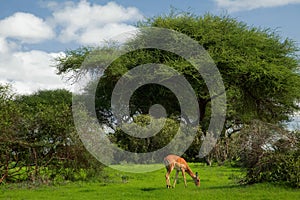 Savannah landscape sunset in South Africa bush Savannah landscape.Grant\'s gazelle female at savannah