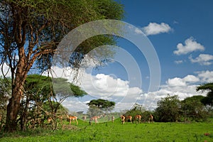 Savannah landscape sunset in South Africa bush Savannah landscape.Grant\'s gazelle female at savannah