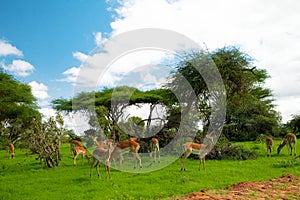 Savannah landscape sunset in South Africa bush Savannah landscape.Grant\'s gazelle female at savannah