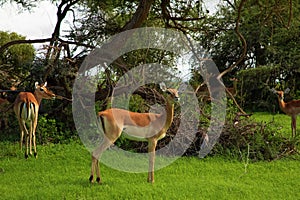 Savannah landscape sunset in South Africa bush Savannah landscape.Grant\'s gazelle female at savannah