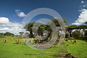 Savannah landscape sunset in South Africa bush Savannah landscape.Grant\'s gazelle female at savannah