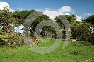 Savannah landscape sunset in South Africa bush Savannah landscape.Grant\'s gazelle female at savannah