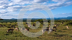 Savannah landscape during sunset in South Africa Thanda Game reserve Kwazulu Natal