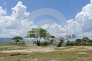 Savannah landscape Tanzania