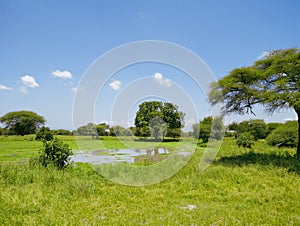 Savannah landscape with water pool in the Tarangire National Park, Manyara Region, Tanzania, East Africa