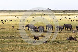 Savannah with large and small herbivores. Elephants and wildebeest in the savannah. Masai Mara, Kenya