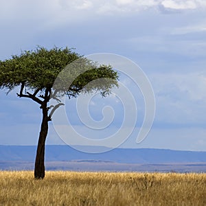 Savannah Masai mara