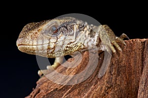 Savannah monitor