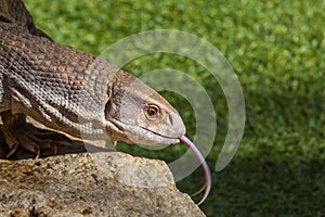 Savannah Monitor