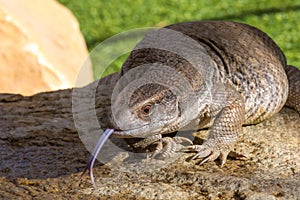 Savannah Monitor