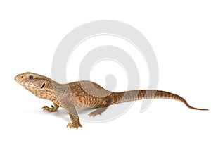 Savannah Monitor Lizard