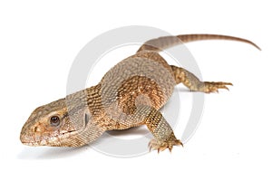 Savannah Monitor Lizard