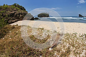 savannah monitor lizard roam at the tropical beach