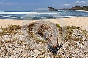 savannah monitor lizard roam at the tropical beach