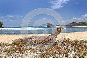 savannah monitor lizard roam at the tropical beach