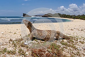 savannah monitor lizard roam at the tropical beach