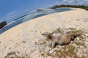 savannah monitor lizard roam at the tropical beach