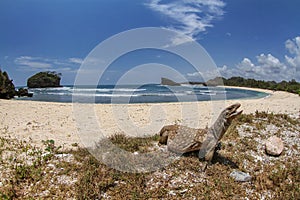 savannah monitor lizard roam at the tropical beach