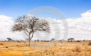 Savannah plains landscape in Kenya