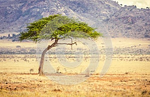 Savannah plains landscape in Kenya