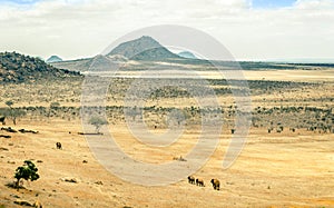 Savannah plains landscape in Kenya