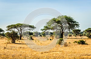 Savannah plains landscape in Kenya